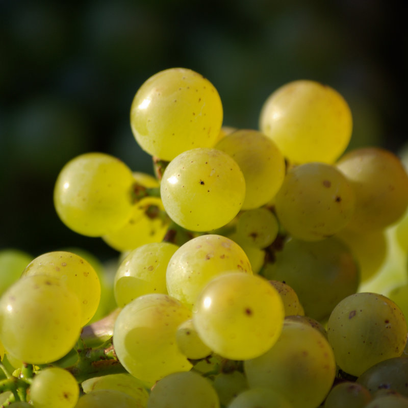 Vignoble de Villers-sous-Châtillon